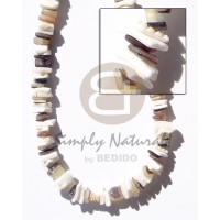 White rose hammershell natural