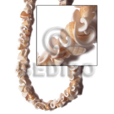 Everlasting conus Everlasting conus