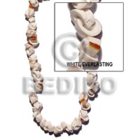 White everlasting shell
